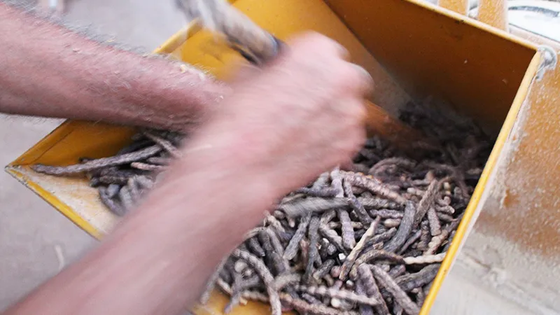 Molienda de algarroba