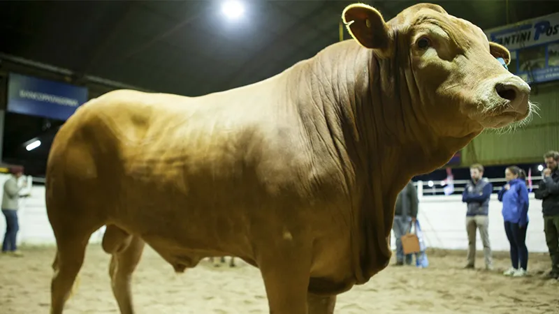 Jura de clasificación SRJM