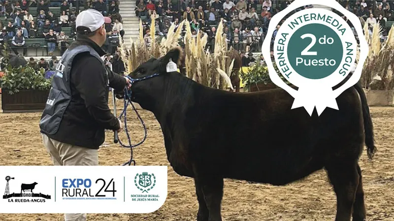 Ternera Angus de La Rueda