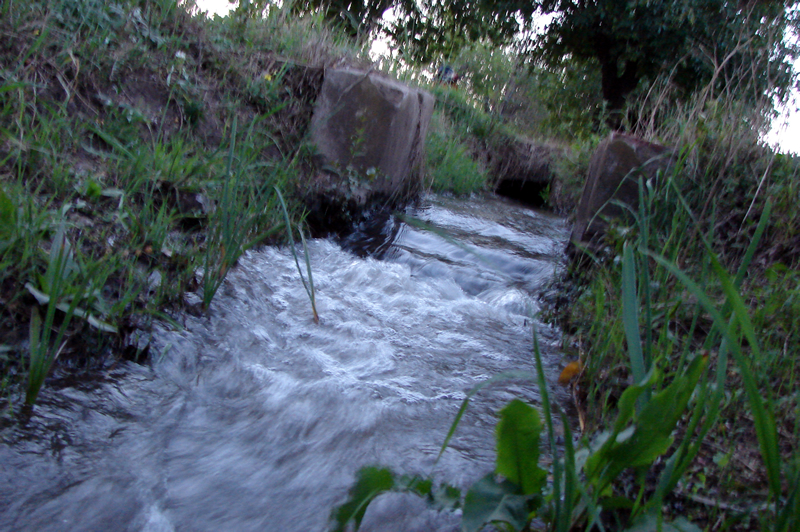 Acequia caroyense